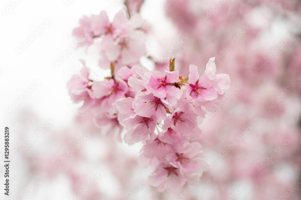 Obraz premium 狭山池公園の河津桜