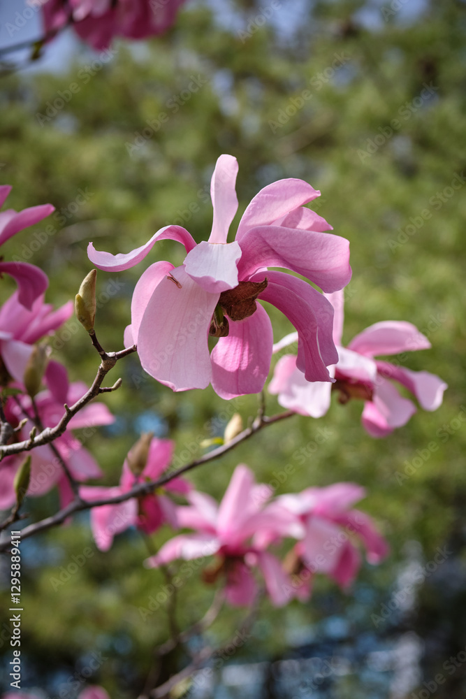 Fototapeta premium pink flowers of a magnolia