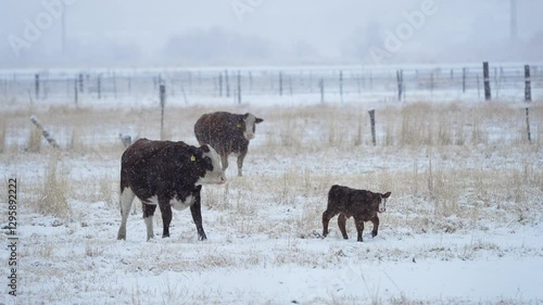 Cows walking through field during snow storm in Utah during winter weather.