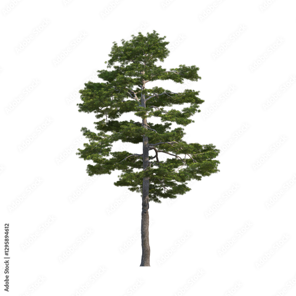 Tall coniferous tree, realistic detailed pine, isolated on white background, single evergreen, majestic forest specimen, high-resolution botanical illustration, nature photography Tall coniferous tree, realistic detailed pine, isolated on white background, single evergreen, majestic forest specimen, high-resolution botanical illustration, nature photography
