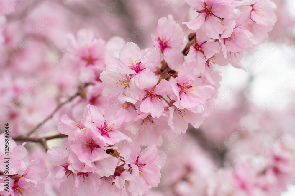 Obraz premium 狭山池公園の河津桜