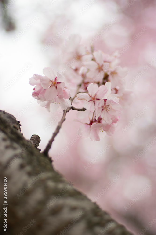 Naklejka premium 狭山池公園の河津桜