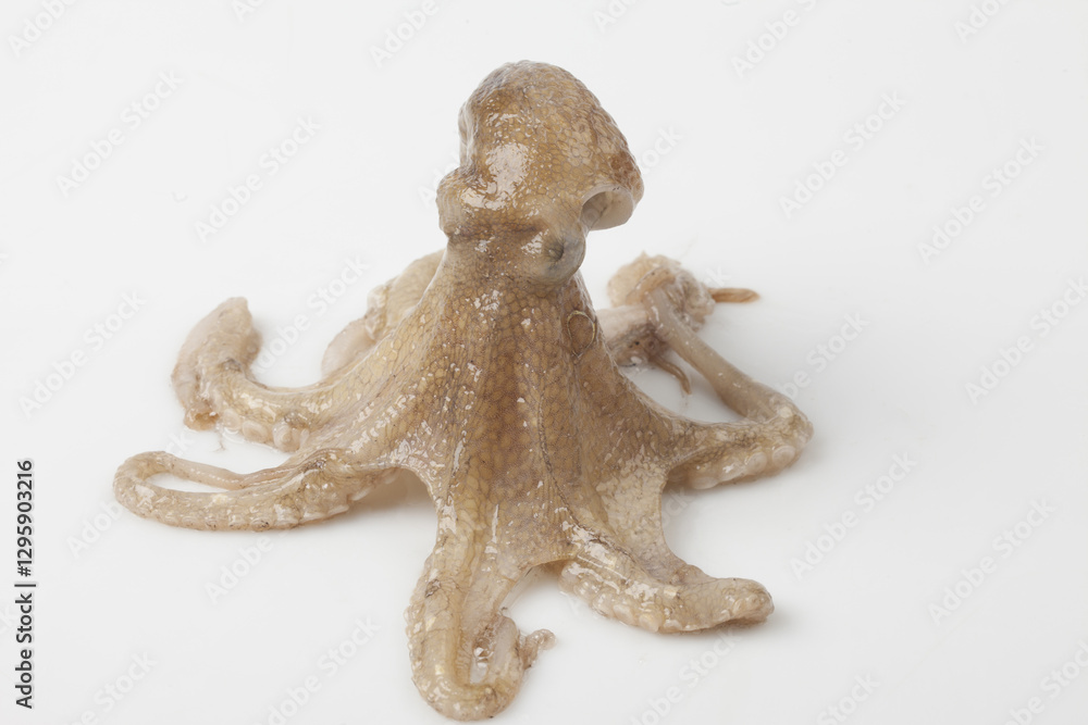 Fototapeta premium Octopus is a mollusk of the octopus family. It is similar to an octopus, but its body is about 20 to 30 cm long, short and round.