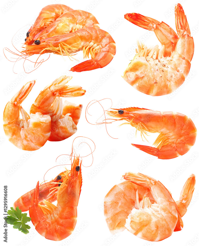 Set shrimps on white background