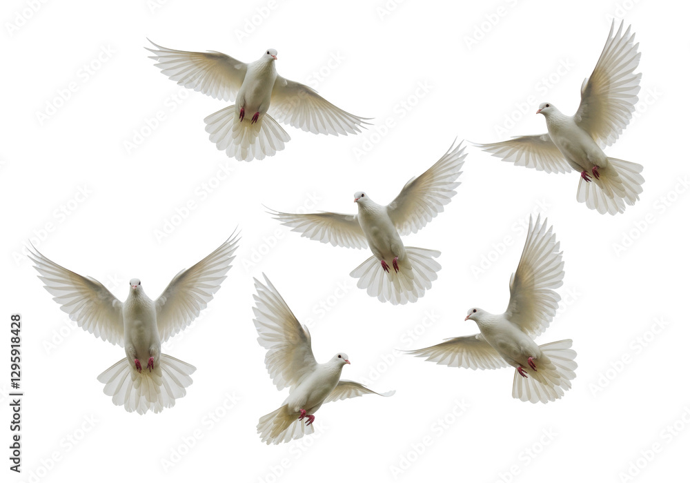 Isolated White Doves Soaring Gracefully in the Sky Isolated White Doves Soaring Gracefully in the Sky