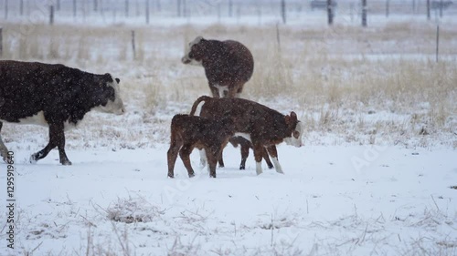 Calves moving through snow storm in slow motion during winter weather.