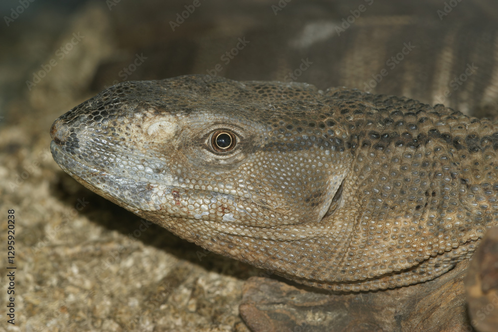 Closeup on a White throated monitor, Varanus albigularis of South Africa Closeup on a White throated monitor, Varanus albigularis of South Africa