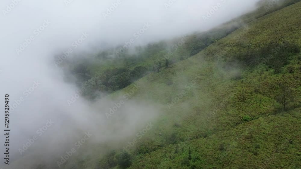 forest view with clouds breaking through forest view with clouds breaking through