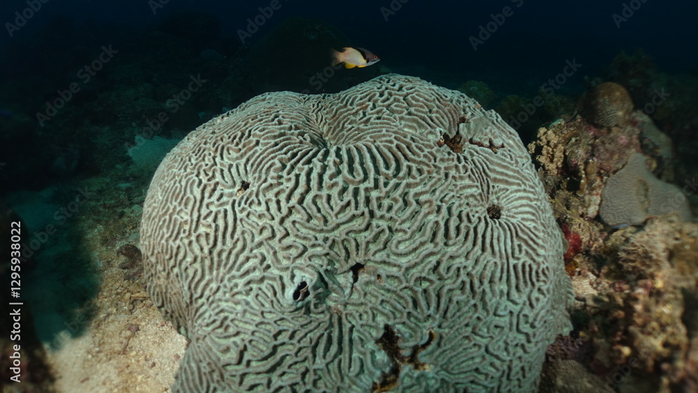 Fototapeta premium Marine life grooved Brain coral close up