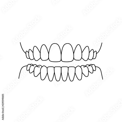 Teeth Outline Illustration: A simple, clear line drawing of human teeth. perfect for dental, medical and educational content.