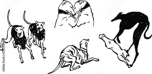 Whimsical hand-drawn whippet dogs illustrations, raw sketch style, tattoo design