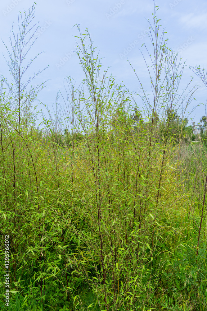 Ornithological park is located in Adler (Sirius). Lush green field with tall, slender bamboo trunks and grasses reaching up to clear blue sky, demonstrating natural beauty and tranquility. Ornithological park is located in Adler (Sirius). Lush green field with tall, slender bamboo trunks and grasses reaching up to clear blue sky, demonstrating natural beauty and tranquility.