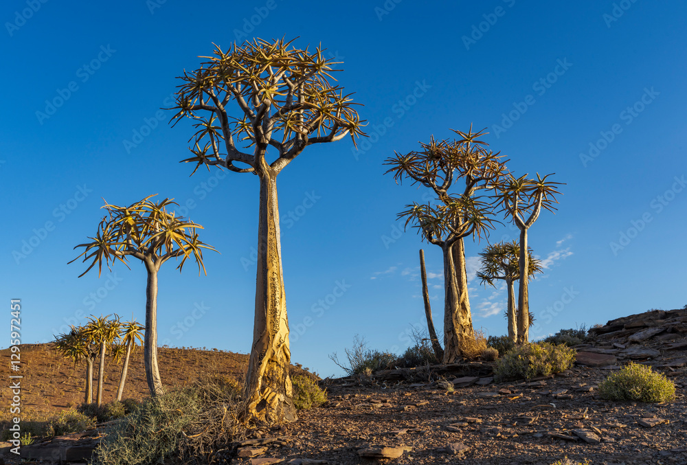 Obraz premium Quiver tree or kokerboom (Aloidendron dichotomum, prev. Aloe dichotoma). Gannabos, near Nieuwoudtville. Northern Cape. South Africa.