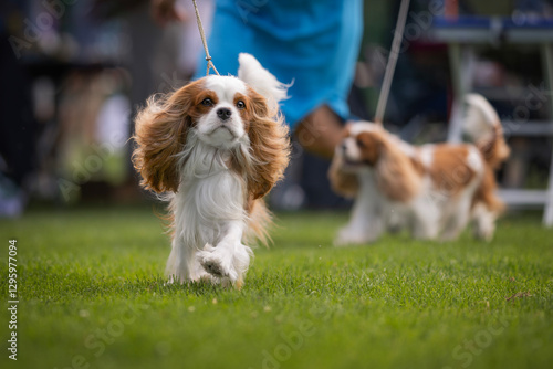 Cavalier king charles spaniel on the dog show