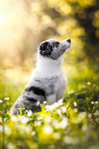 Border collie blue merle puppy at the park