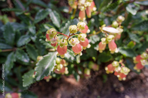 Wallpaper Mural Close-up photo of pink Kalanchoe manginii flowers in bloom Torontodigital.ca
