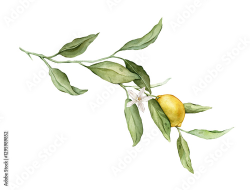 Lemon Fruit Branch with white flower. Hand drawn watercolor illustration of yellow tropical citrus Food on white isolated background. Drawing of lemon tree with green leaves. Sketch of juicy for menu.