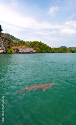 Endangered Thai Dugong swimming in tropical sea and breathe in crystal clear water. Sea cow looks up and take a breath on sea surface. Koh Libong, Trang, dugong is the symbol of Trang, Thailand.
