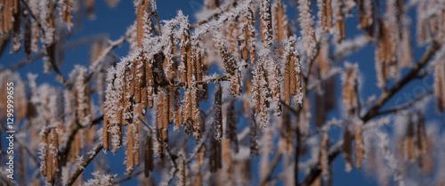 HOARFROST - Frost on the flowering hazel in the last days of winter photo