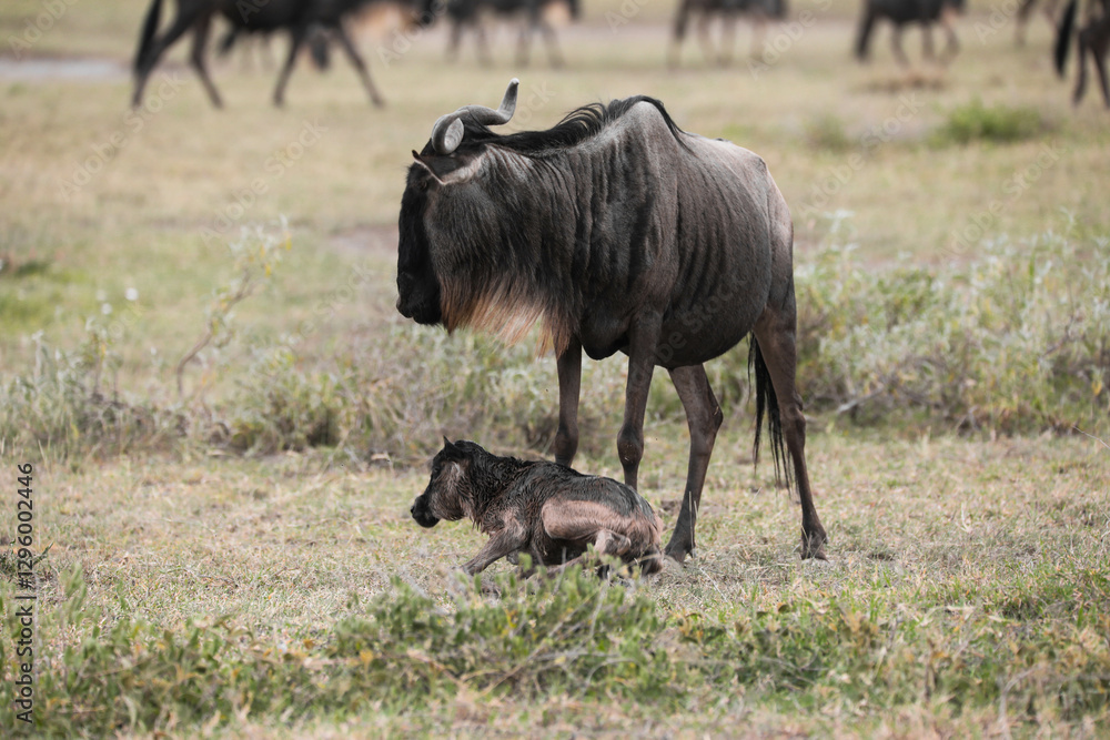 a newly born wildebeest calf is struggling to stand up with the aid of its mother, on the vast savannah of Serengeti, Tanzania a newly born wildebeest calf is struggling to stand up with the aid of its mother, on the vast savannah of Serengeti, Tanzania