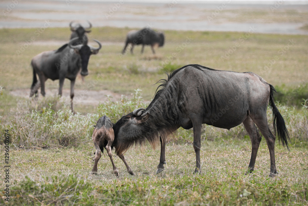 a newly born wildebeest calf is struggling to stand up with the aid of its mother, on the vast savannah of Serengeti, Tanzania a newly born wildebeest calf is struggling to stand up with the aid of its mother, on the vast savannah of Serengeti, Tanzania