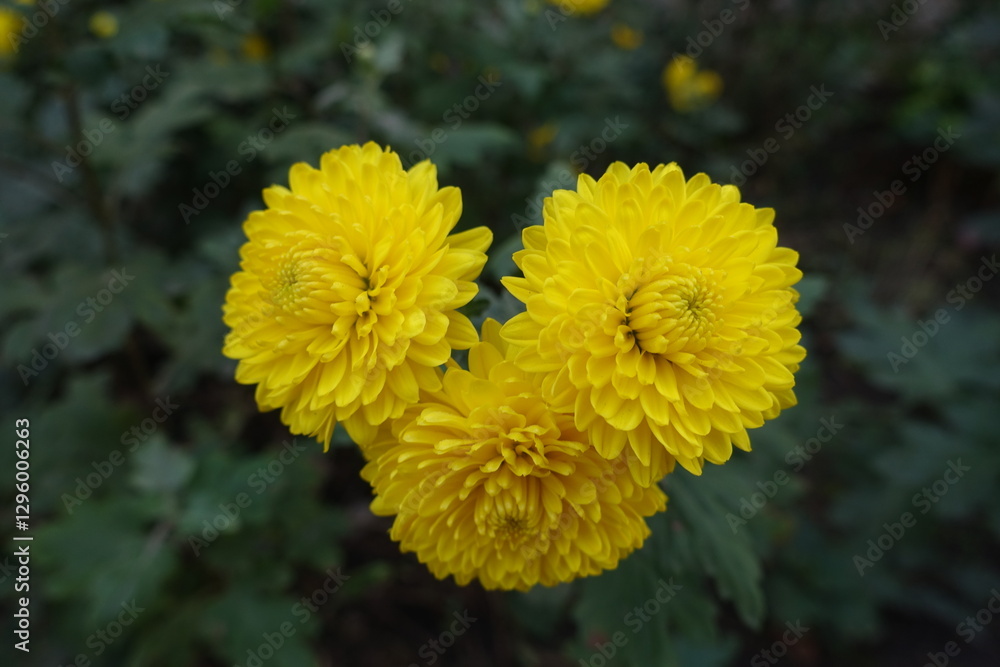 Three yellow flowers of Chrysanthemums in October Three yellow flowers of Chrysanthemums in October