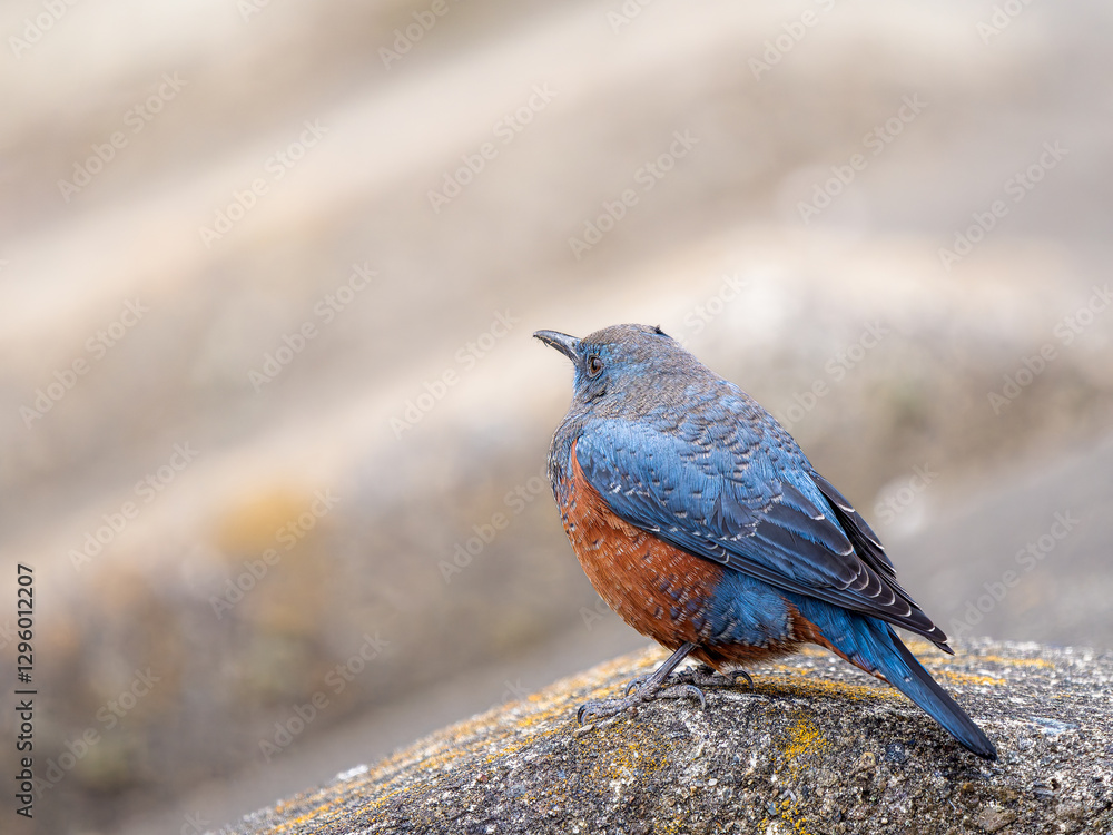 Naklejka premium 地面を歩くイソヒヨドリ