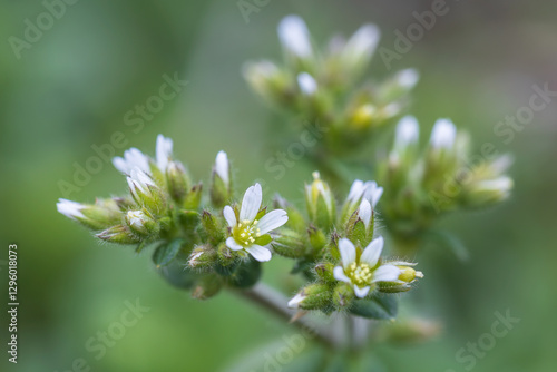 sticky chickweed, clammy mouse-ear chickweed