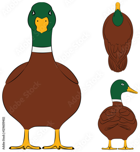 Illustration of duck in vector design. Flat design illustration.