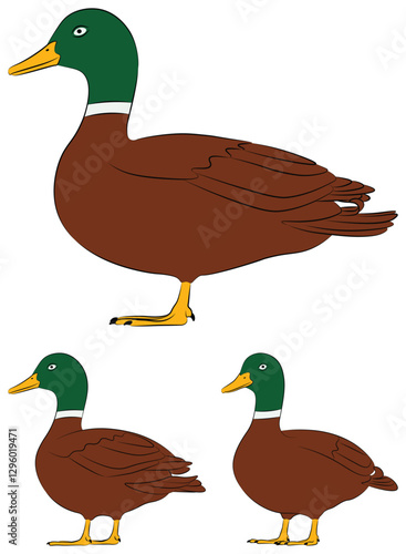 Illustration of duck in vector design. Flat design illustration.