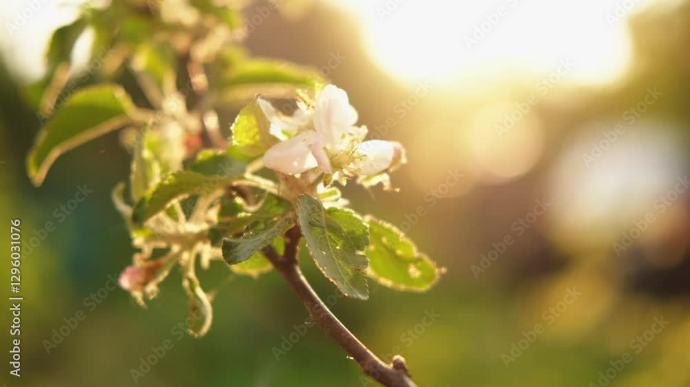 Hello spring. White pink apple blossom flowers in spring time. Flowering apple tree with sunset sun rays lights. Close up of fresh spring flowers blooming garden park. Inspirational soft floral view Hello spring. White pink apple blossom flowers in spring time. Flowering apple tree with sunset sun rays lights. Close up of fresh spring flowers blooming garden park. Inspirational soft floral view