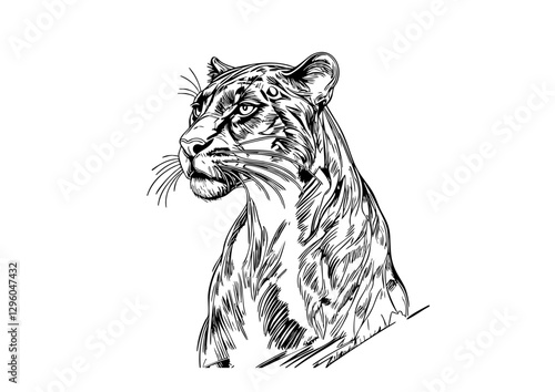 "Black and white illustration of a majestic tiger in a detailed sketch style."