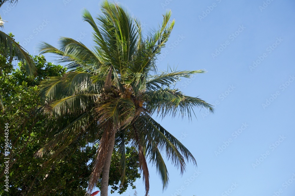 palm tree with blue sky palm tree with blue sky