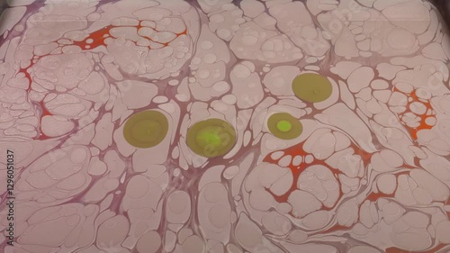 The art of marbling, which is an ornamental art. It is making patterns with paints on water condensed with tragacanth and transferring these patterns onto paper.