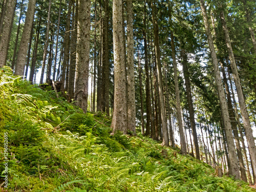 ein gesunder Bergwald schützt vor den negativen Folgen der Klimaerwärmung photo