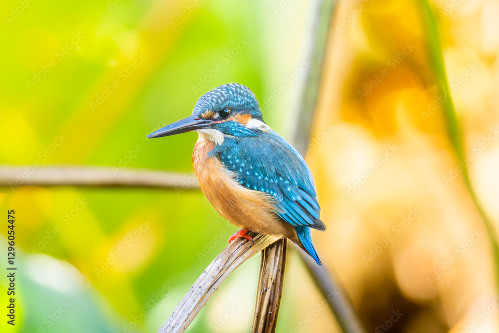 Obraz premium 草にとまるカワセミ