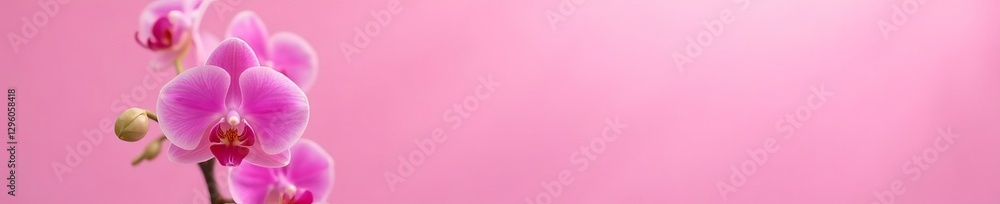 Close-up of mini orchid plant with vibrant pink blooms against pastel pink backdrop, vibrant, blossom Close-up of mini orchid plant with vibrant pink blooms against pastel pink backdrop, vibrant, blossom