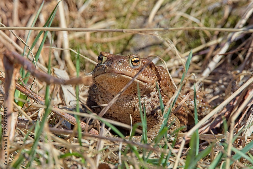 Obraz premium Closeup of Common toad or European toad (bufo bufo) in sunny spring weather, Helsinki, Finland.