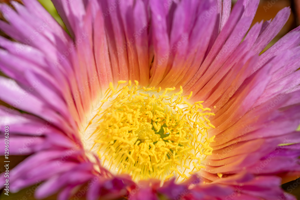 Fototapeta premium Carpobrotus chilensis is a species of edible succulent plant known by the common name sea fig. ornamental plant. La Jolla Tide Pools, San Diego, California