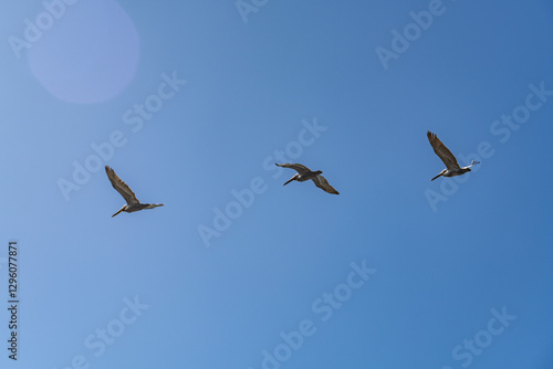 The brown pelican (Pelecanus occidentalis) is a bird of the pelican family, Pelecanidae, one of three species found in the Americas, La Jolla Tide Pools, San Diego, California