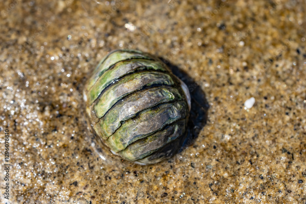 Cyanoplax hartwegii is a species of chiton in the family Lepidochitonidae. La Jolla Tide Pools, San Diego, California Cyanoplax hartwegii is a species of chiton in the family Lepidochitonidae. La Jolla Tide Pools, San Diego, California