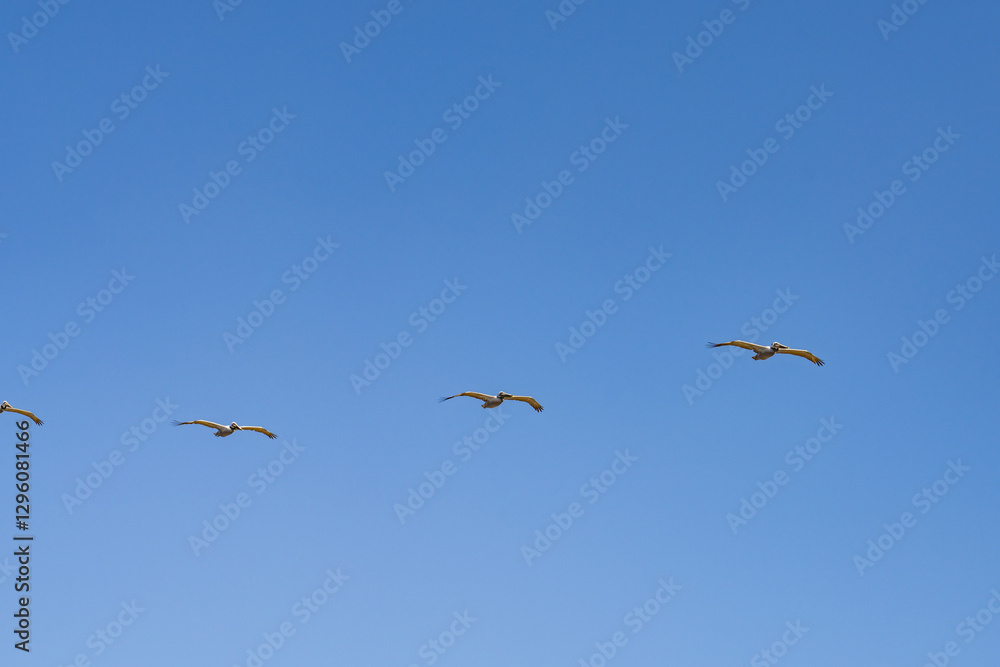 Fototapeta premium The brown pelican (Pelecanus occidentalis) is a bird of the pelican family, Pelecanidae, one of three species found in the Americas, La Jolla Tide Pools, San Diego, California