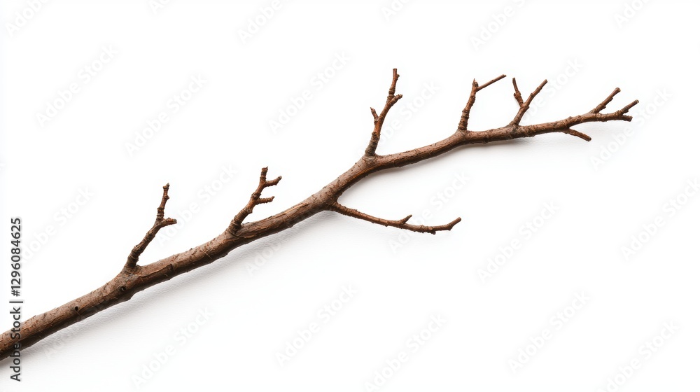 A bare tree branch on a white background. Nature concept. A bare tree branch on a white background. Nature concept.