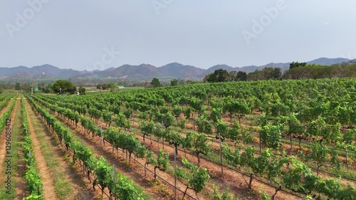 Wallpaper Mural Vineyard Plantation in Summer Season - 4K Torontodigital.ca