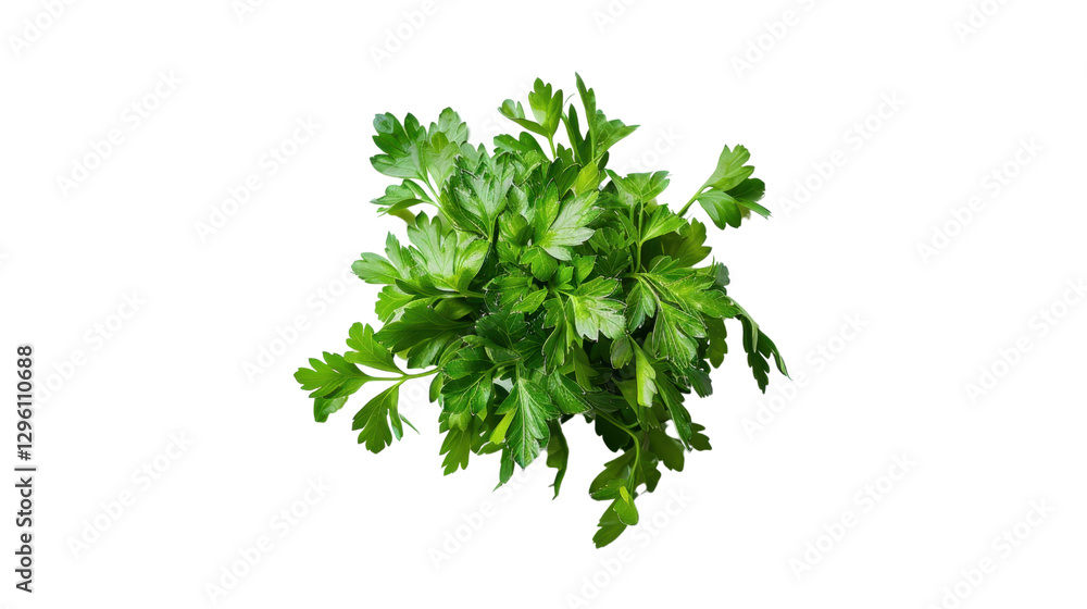 Fresh parsley leaves creating a vibrant green bunch on transparent background Fresh parsley leaves creating a vibrant green bunch on transparent background