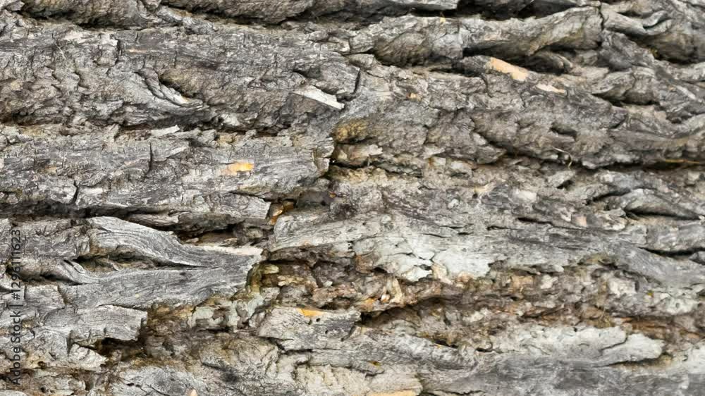 oak bark with visible details. background oak bark with visible details. background