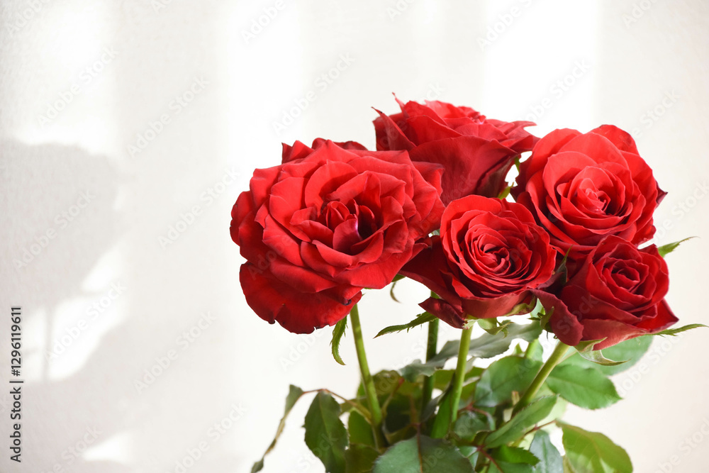 Fototapeta premium 赤い薔薇