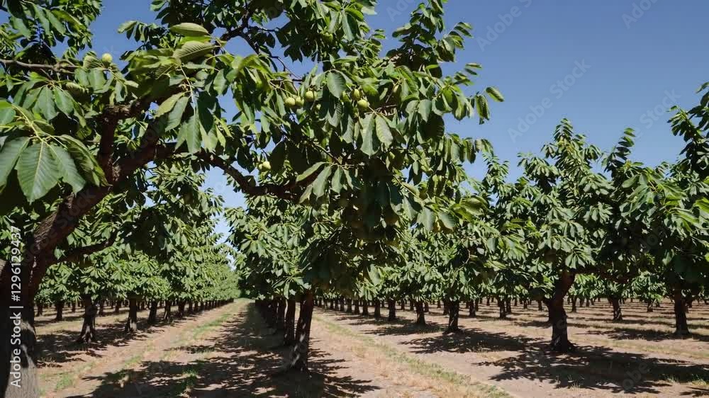 A row of avocado trees growing in a well-maintained orchard with bright green foliage under a clear blue sky, showcasing a vibrant agricultural setting A row of avocado trees growing in a well-maintained orchard with bright green foliage under a clear blue sky, showcasing a vibrant agricultural setting