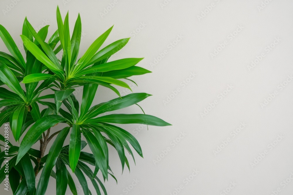 Fototapeta premium A top-down view of a healthy, lush dracaena plant against a white background