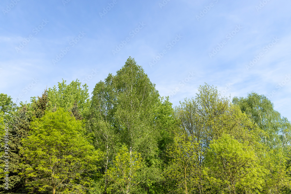 green new foliage of deciduous trees in sunny weather green new foliage of deciduous trees in sunny weather